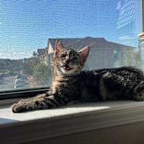 Thumbnail photo of Lua #4