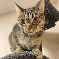 Thumbnail photo of Shotsie #1