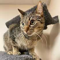 Thumbnail photo of Shotsie #3