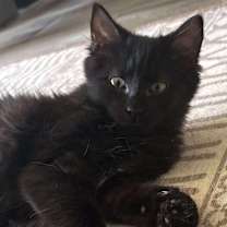 Thumbnail photo of Kerfuffle  #1