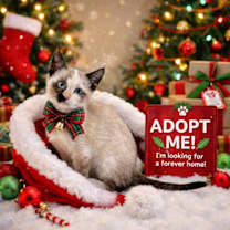 Thumbnail photo of Ali Napa #1