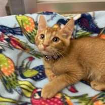 Thumbnail photo of Mochi #2