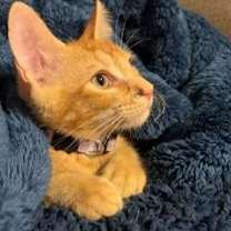 Thumbnail photo of Mochi #3