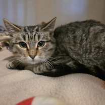 Thumbnail photo of Walnut #2