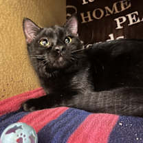 Thumbnail photo of Dr. Dre #2