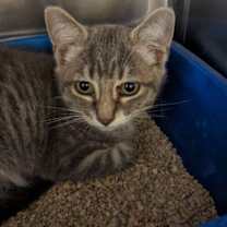 Thumbnail photo of Bexley #2