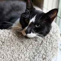 Thumbnail photo of Kif #2