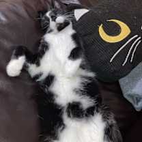 Thumbnail photo of Kif #3