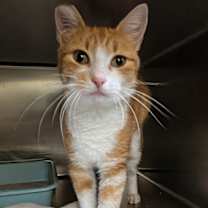 Thumbnail photo of Putt Putt #1