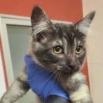 Thumbnail photo of Krampus #1