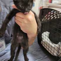 Thumbnail photo of Benedict #2