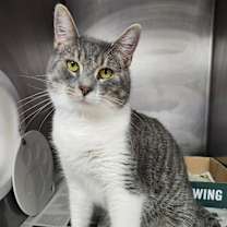 Thumbnail photo of Heat Miser #1