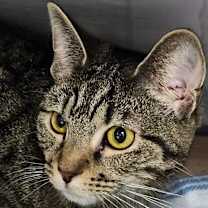 Thumbnail photo of Snow Miser #1