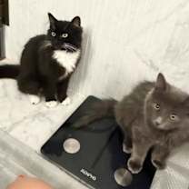 Thumbnail photo of BK Blvd & Wispy Whitman #2