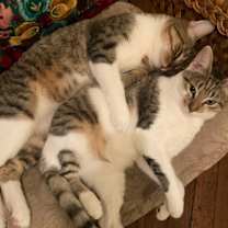 Thumbnail photo of TETRIS #4