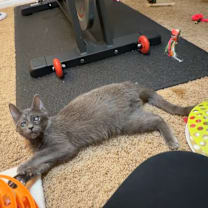 Thumbnail photo of Gray #2