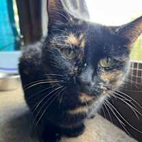 Thumbnail photo of Lucy the Cat #2