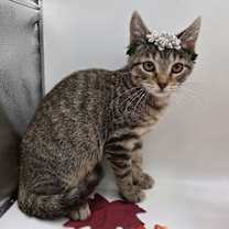 Thumbnail photo of Kit #2