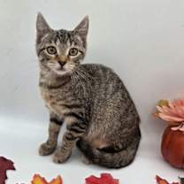 Thumbnail photo of Kit #4