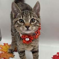 Thumbnail photo of Mott #1