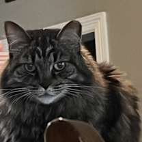 Thumbnail photo of Seven #1