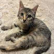 Thumbnail photo of Flinta #1