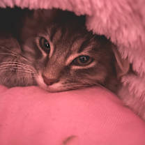 Thumbnail photo of Dasher #1