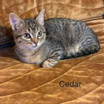 Thumbnail photo of Cedar #1