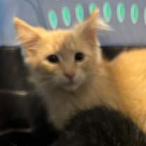 Thumbnail photo of Henry  #2