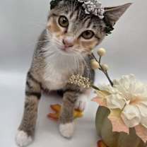 Thumbnail photo of Dobby #1