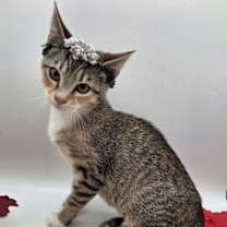 Thumbnail photo of Dobby #3