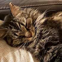 Thumbnail photo of Seven #3