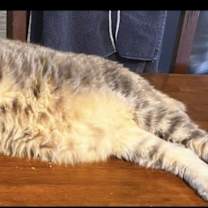 Thumbnail photo of Bella #1