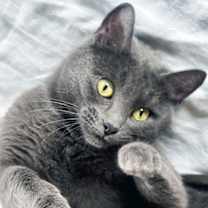 Thumbnail photo of Lily #2