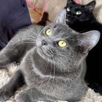 Thumbnail photo of Lily #3