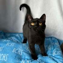 Thumbnail photo of Dancer #1