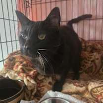 Thumbnail photo of Meg #2