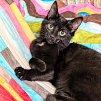 Thumbnail photo of Baxter & Bucky: Fun, Fun, Fun! #2