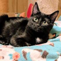 Thumbnail photo of Baxter & Bucky: Fun, Fun, Fun! #4