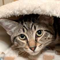 Thumbnail photo of Baxter & Bucky: Fun, Fun, Fun! #3