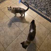 Thumbnail photo of Mystie #3