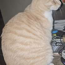 Thumbnail photo of Toulouse #1