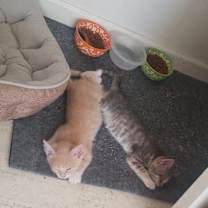 Thumbnail photo of Keanu #3