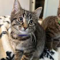 Thumbnail photo of Pine #1