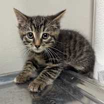 Thumbnail photo of Fir #2