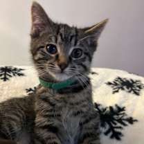 Thumbnail photo of Spruce #3