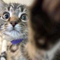 Thumbnail photo of Pine #3