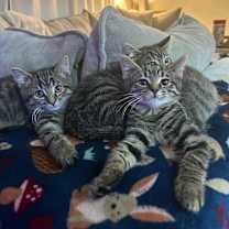 Thumbnail photo of Fir #4