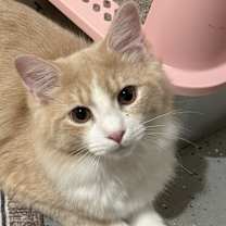 Thumbnail photo of Finnegan #1