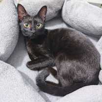 Thumbnail photo of Cornflower #1